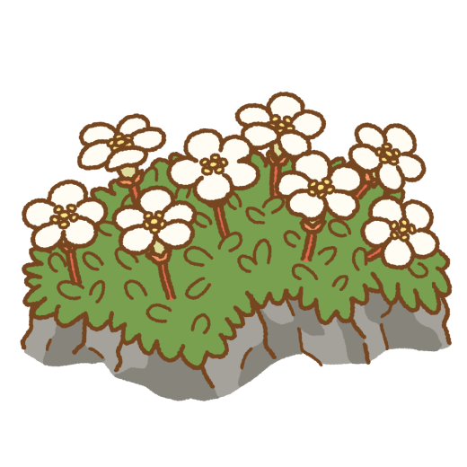 イワウメのイラスト