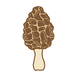 アミガサタケのイラスト