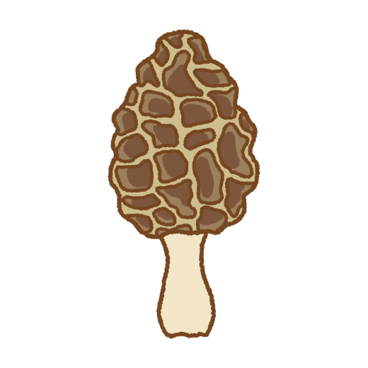 アミガサタケのイラスト