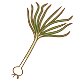 ノビルのフリーイラスト Clip art of nobiru