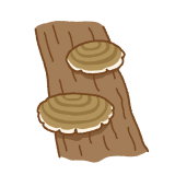 サルノコシカケのイラスト