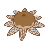 ツチグリのイラスト