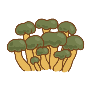 アカエノズキンタケのフリーイラスト Clip art of tremella-stipitata