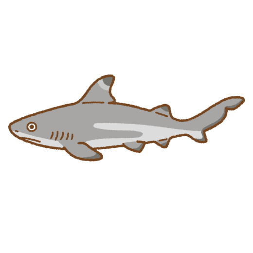 ツマグロのイラスト