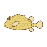 ハマフグのフリーイラスト Clip art of hamafugu