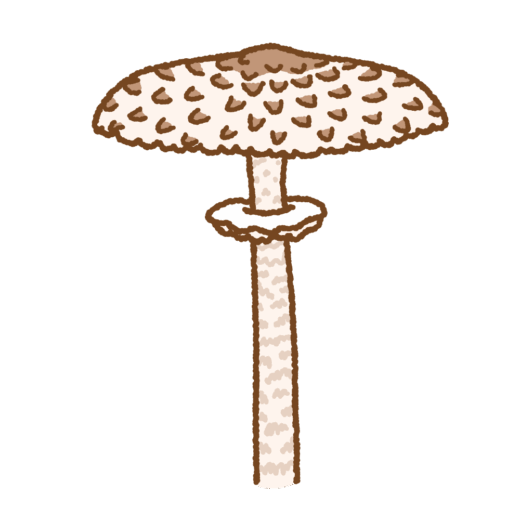 カラカサタケのイラスト