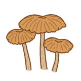 カレバキツネタケのイラスト