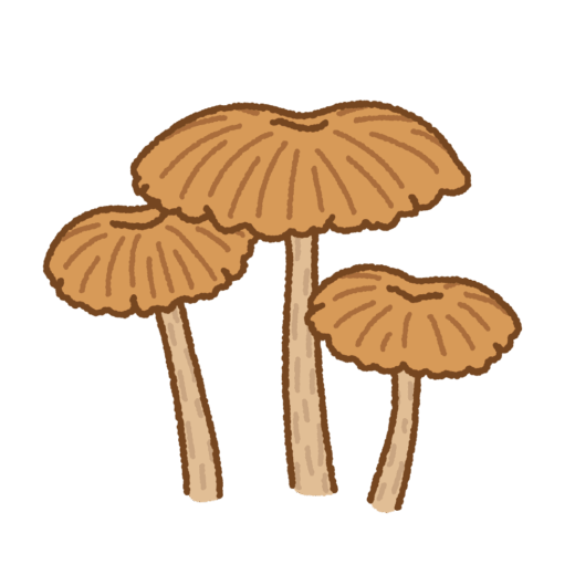 カレバキツネタケのイラスト