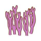 ムラサキホウキタケのフリーイラスト Clip art of violet-coral