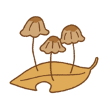 オチバタケのイラスト