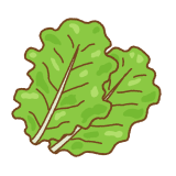 サンチュのフリーイラスト Clip art of Korean lettuce