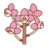ショウキランのフリーイラスト Clip art of shoukiran