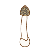 スッポンタケのフリーイラスト Clip art of stinkhorn-mushroom