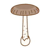 ツルタケのフリーイラスト Clip art of grisette