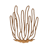 シロソウメンタケのフリーイラスト Clip art of fairy-fingers