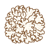 ハナビラタケのイラスト