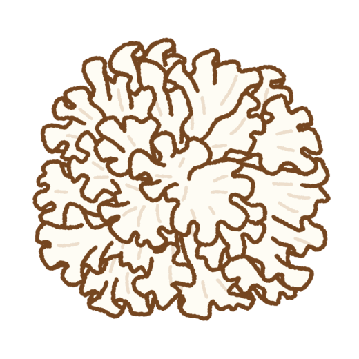 ハナビラタケのイラスト