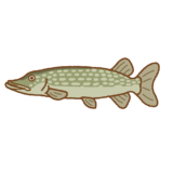 ノーザンパイクのイラスト