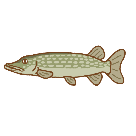 ノーザンパイクのイラスト