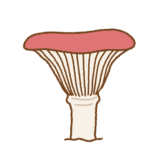 オウギタケのフリーイラスト Clip art of rosy-spike-cap