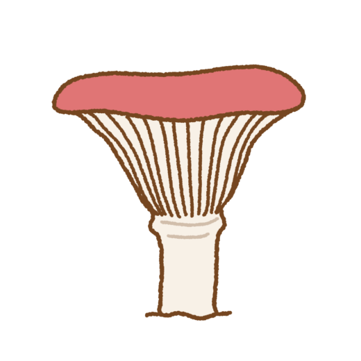 オウギタケのイラスト