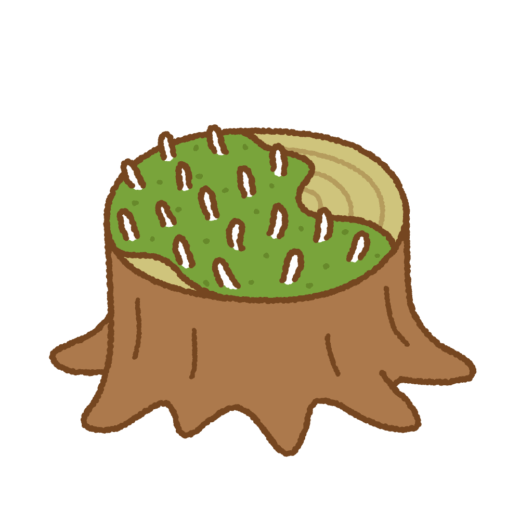 シラウオタケのイラスト
