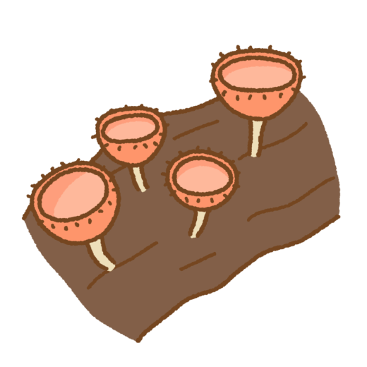 ウスベニコップタケのイラスト