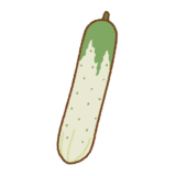 半白キュウリのイラスト