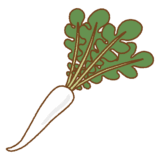 亀戸大根のイラスト