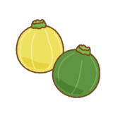 丸ズッキーニのイラスト