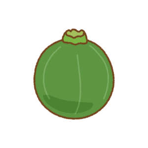 丸ズッキーニのフリーイラスト Clip art of round-zucchini