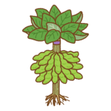 葉枝つき枝豆のフリーイラスト Clip art of edamame with leaves