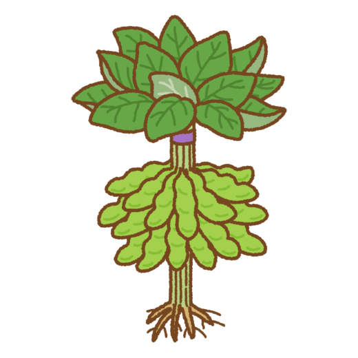 枝葉つき枝豆のイラスト