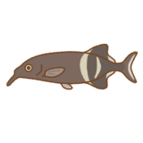エレファントノーズフィッシュのイラスト
