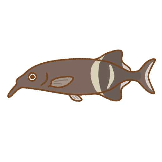 エレファントノーズフィッシュのイラスト