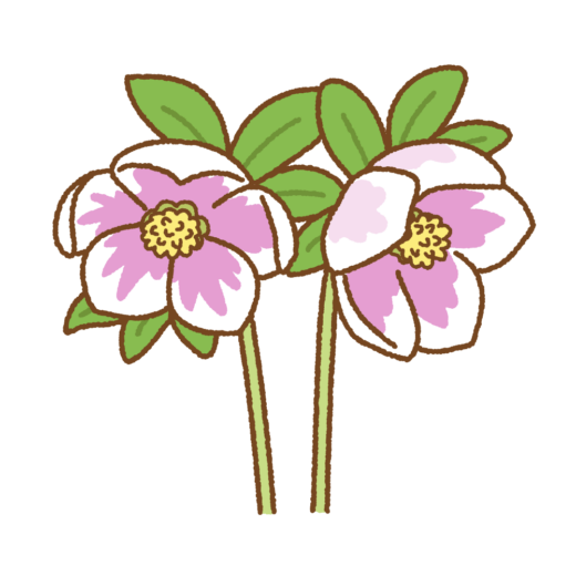 クリスマスローズのイラスト