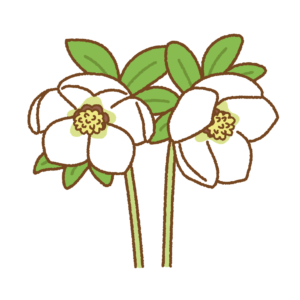 クリスマスローズのフリーイラスト Clip art of christmas-rose