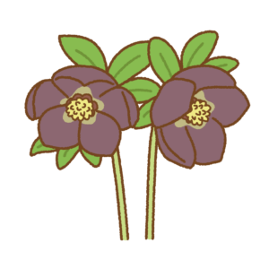 クリスマスローズのフリーイラスト Clip art of christmas-rose