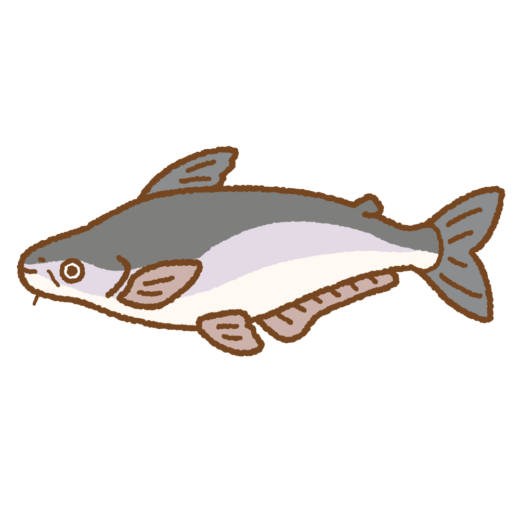 パンガシウスのイラスト