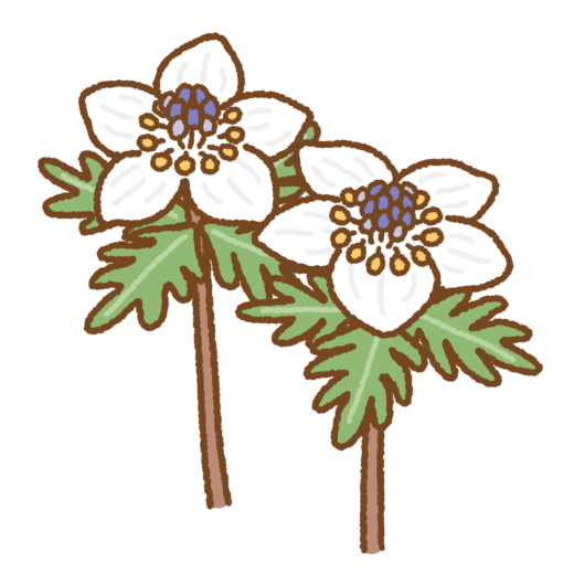 セツブンソウのイラスト