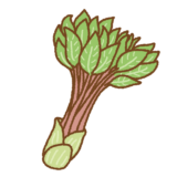 コシアブラのイラスト