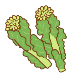 菜の花のイラスト
