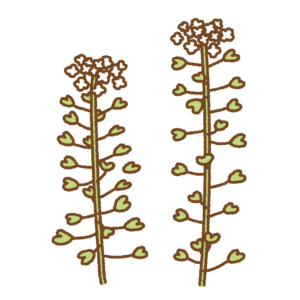 ナズナのフリーイラスト Clip art of shepherd's purse