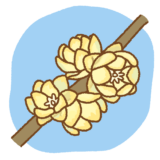 蝋梅のイラスト