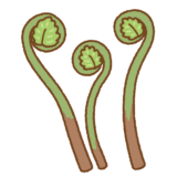 ゼンマイのイラスト