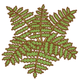 シダのイラスト