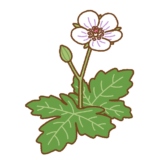 ゲンノショウコのイラスト