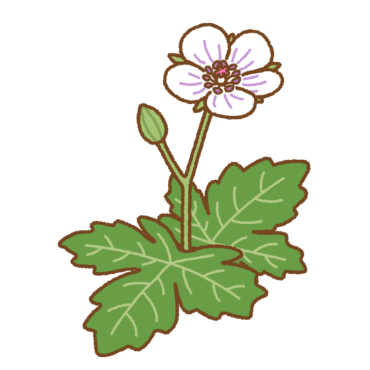 ゲンノショウコのイラスト