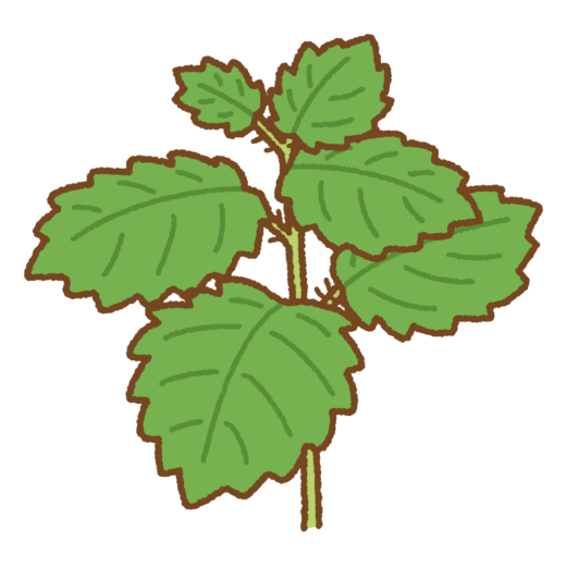 ミヤマイラクサのイラスト