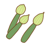 ネギ坊主のイラスト